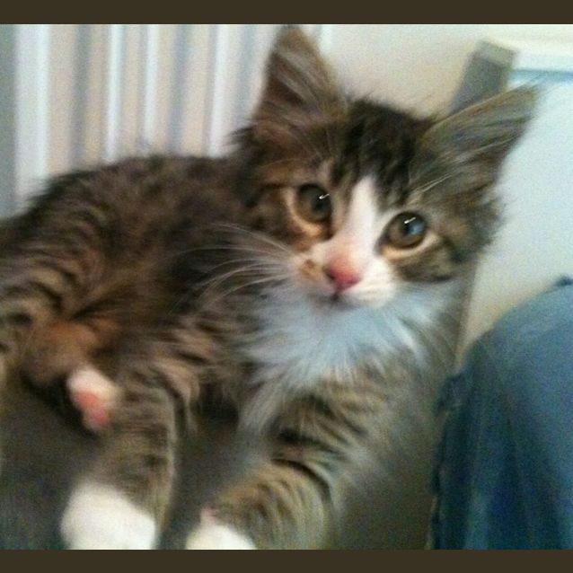 Photo of Ramone