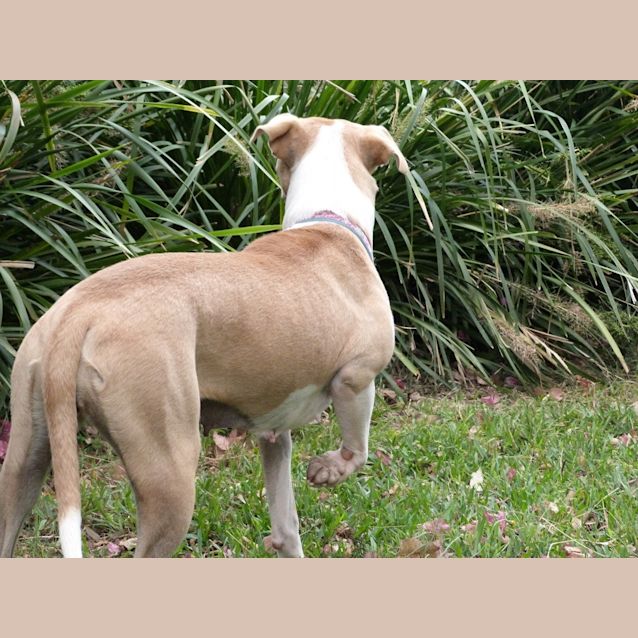 Photo of Annie (A Most Gentle Young Girl)