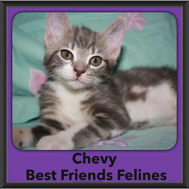 Photo of Chevy 