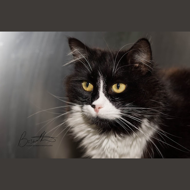 Photo of Domino