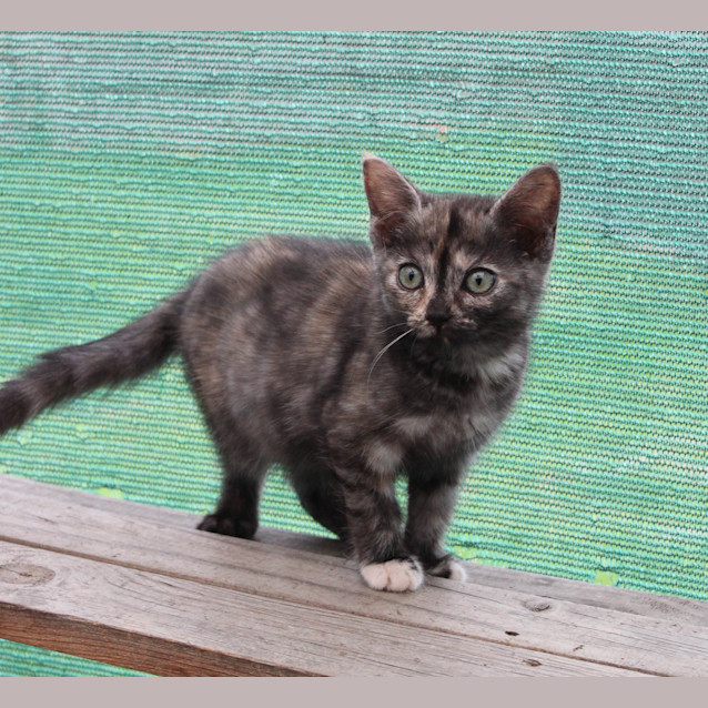 Photo of Vanessa Kensington ** 2nd Chance Cat Rescue**