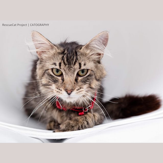 Photo of Figaro