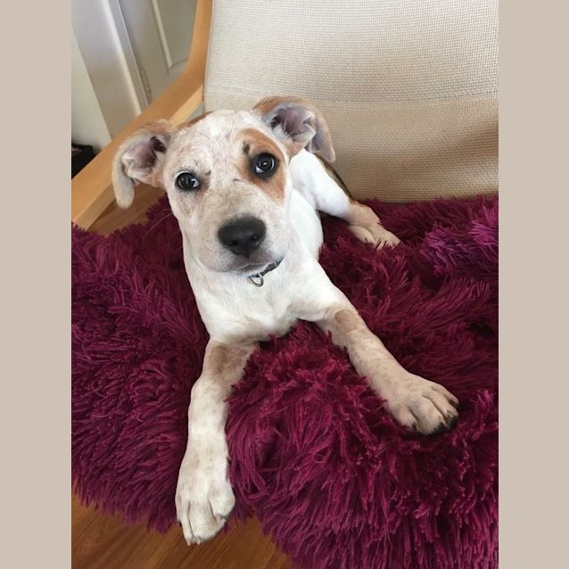 Photo of Odie