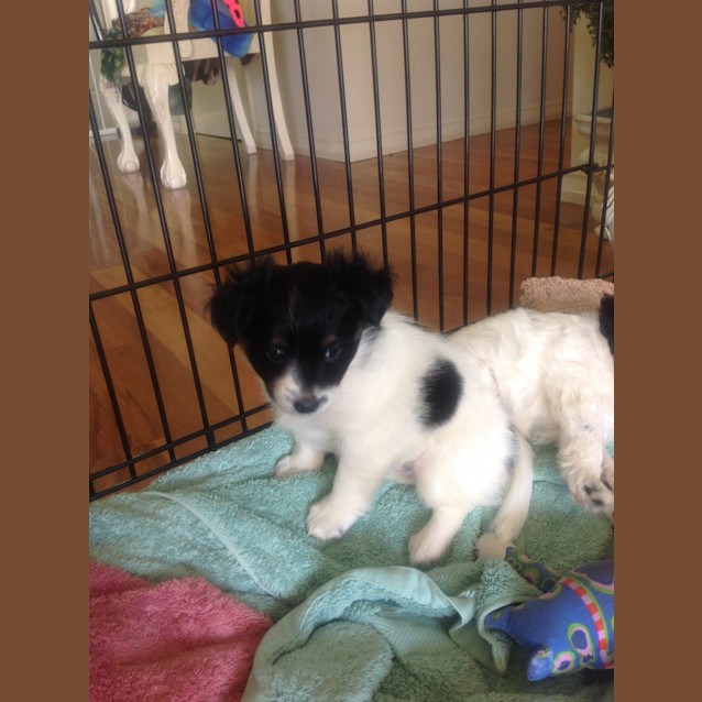 Photo of Pucci A Tiny Cheeky Puppy 