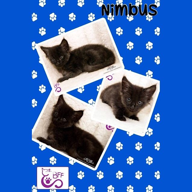 Photo of Nimbis 