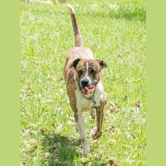 Photo of Nitro