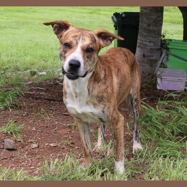 Photo of Butch (Adoption Pending)