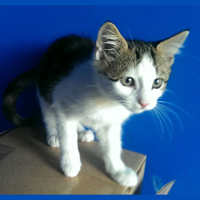 Photo of Feathertail