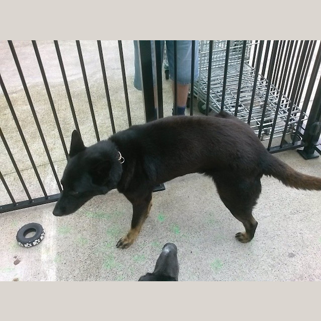 Photo of Chocolate @ Squawks Pet Store