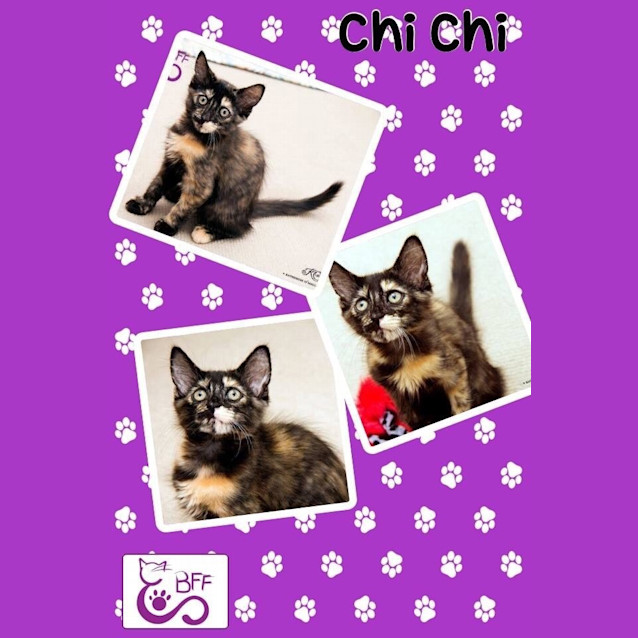 Photo of Chi Chi