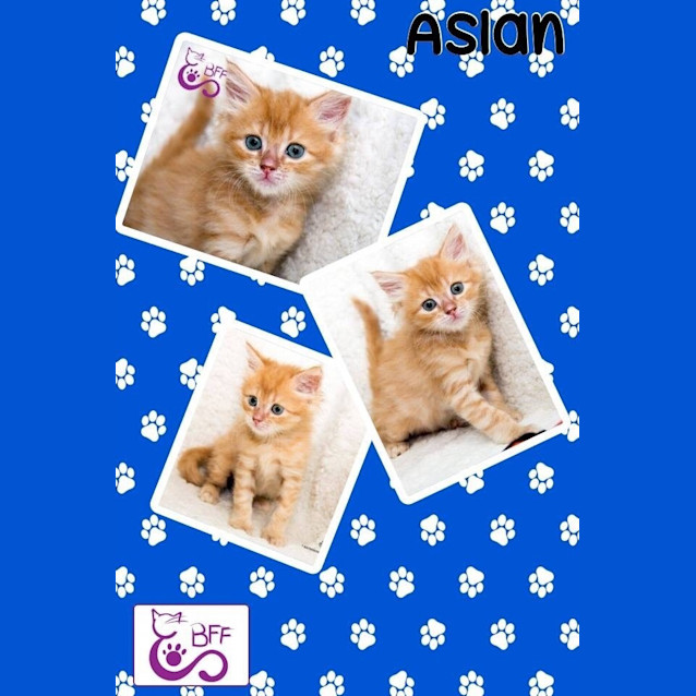 Photo of Aslan