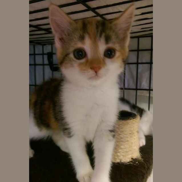 Photo of Crunchie