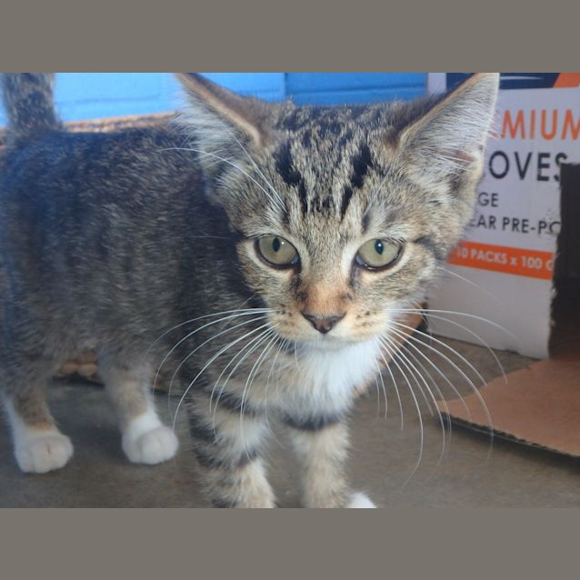 Photo of Coco