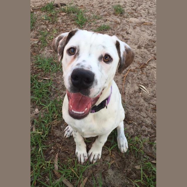 Photo of Narla Is In Kennels