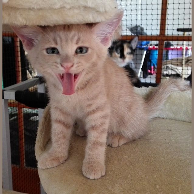 Photo of Milkshake