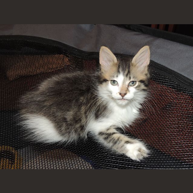 Photo of Mr Hufflepuff (Huffy)
