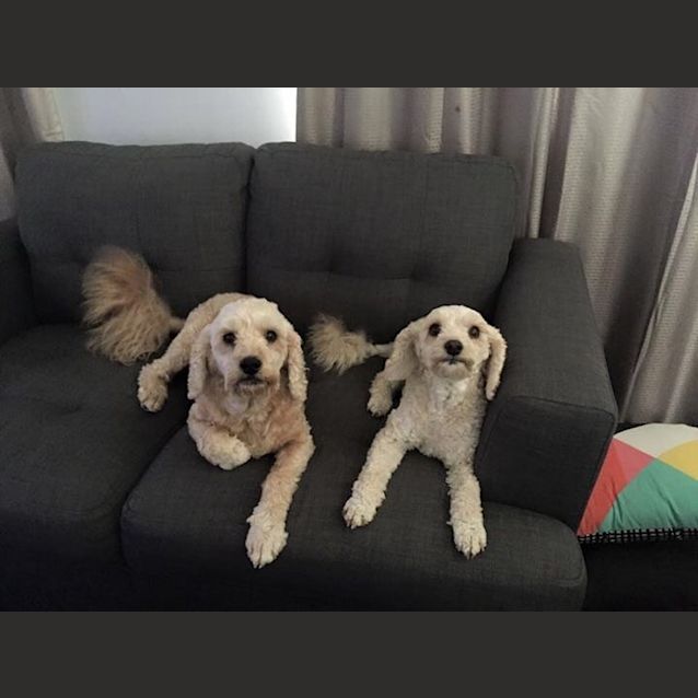 Photo of Zoey And Rusty 