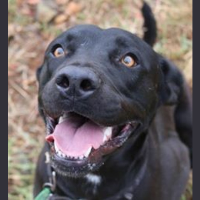 Photo of Toby (Adoption Pending)