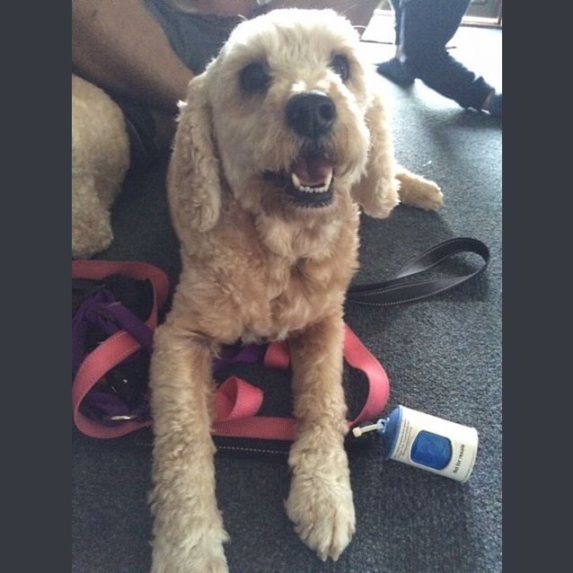 Photo of Zoey And Rusty 