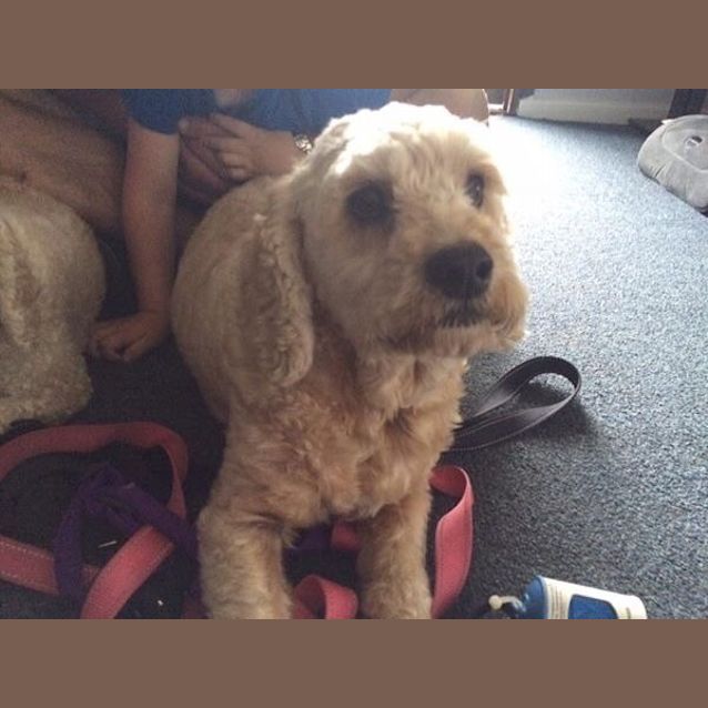 Photo of Zoey And Rusty 