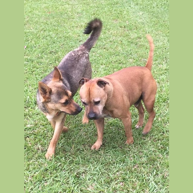 Photo of Rusty (Foster Carer Required)