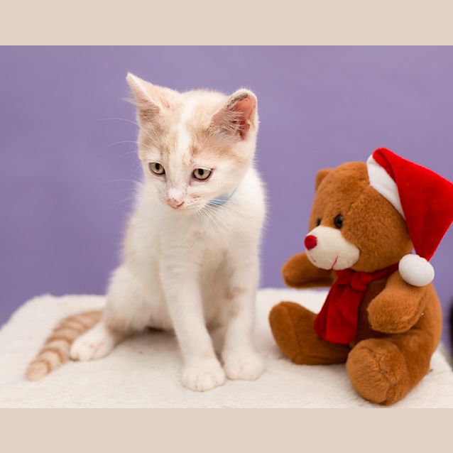 Photo of Shiloh