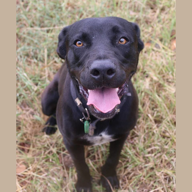 Photo of Toby (Adoption Pending)