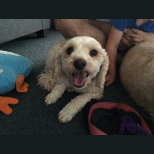 Photo of Zoey And Rusty 