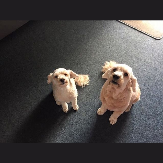 Photo of Zoey And Rusty 