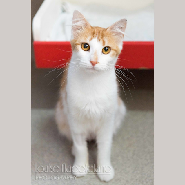 Photo of Ginger Babe