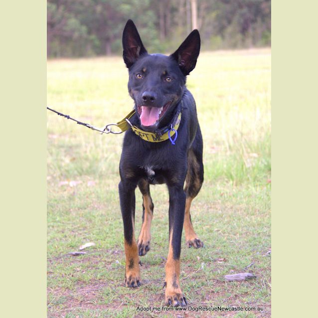 Photo of Maverick ~ Kelpie (On Trial 28/10/17)