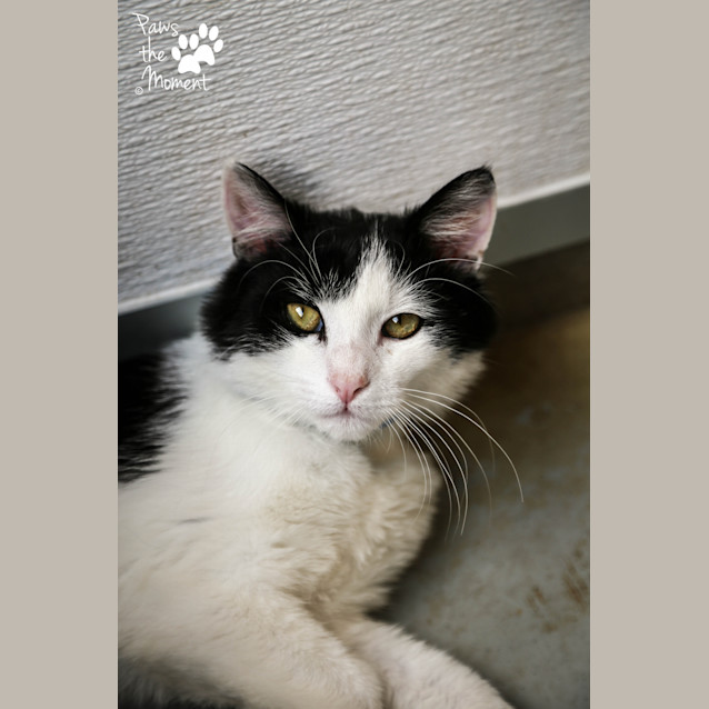 Photo of Tango (5138)