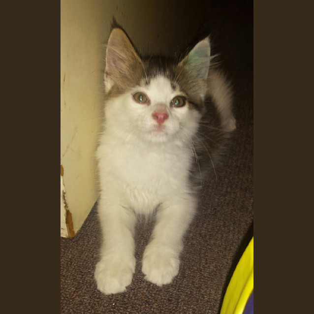 Photo of Gizmo