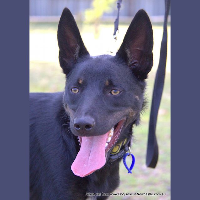 Photo of Maverick ~ Kelpie (On Trial 28/10/17)