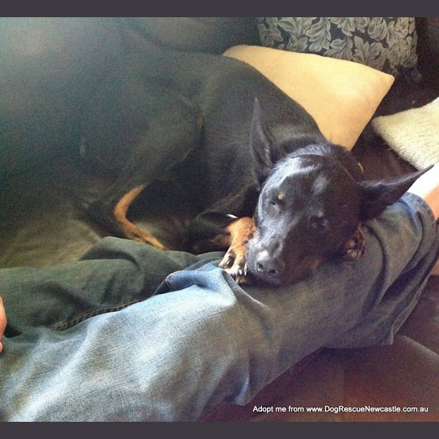 Photo of Maverick ~ Kelpie (On Trial 28/10/17)