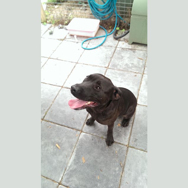 Photo of Paulie Id: 22820