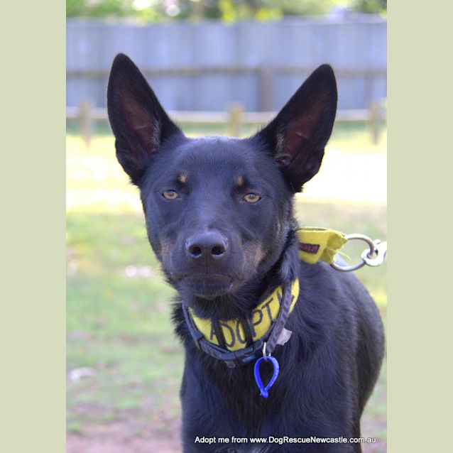 Photo of Maverick ~ Kelpie (On Trial 28/10/17)