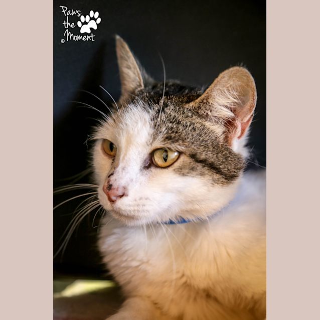 Photo of Rhumba (5028)