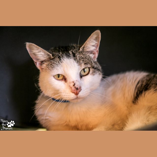 Photo of Rhumba (5028)