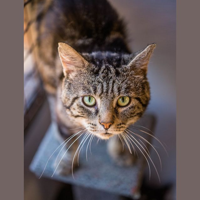 Photo of Misterioso (5179)