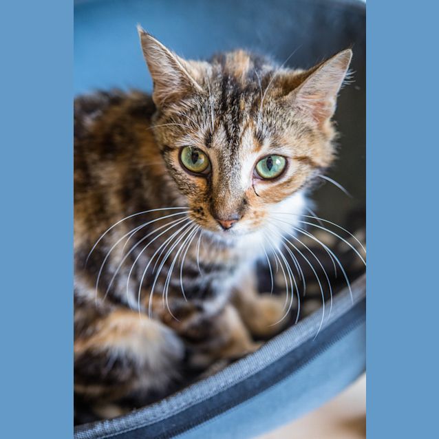 Photo of Sienna (5188)