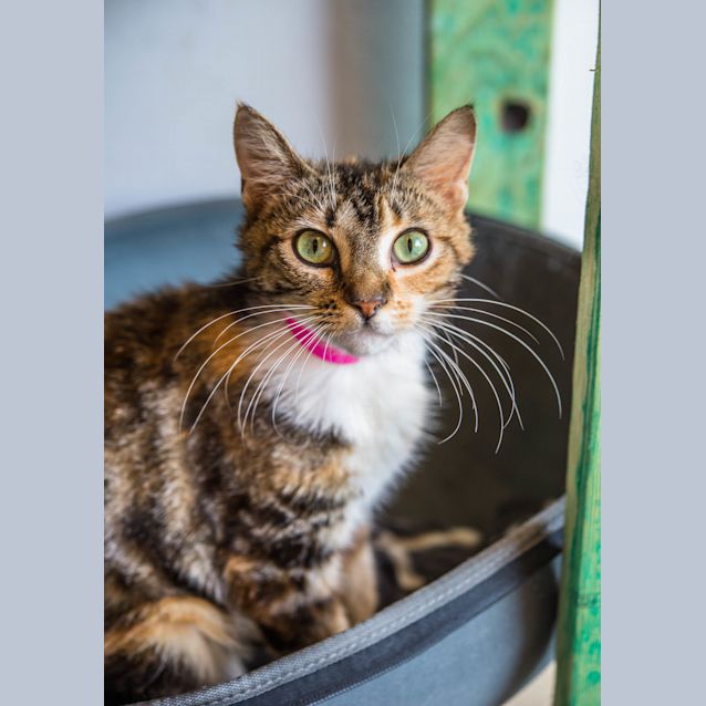 Photo of Sienna (5188)