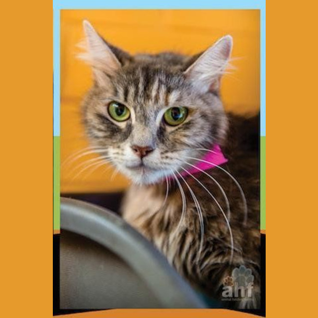 Photo of Calypso (5096)