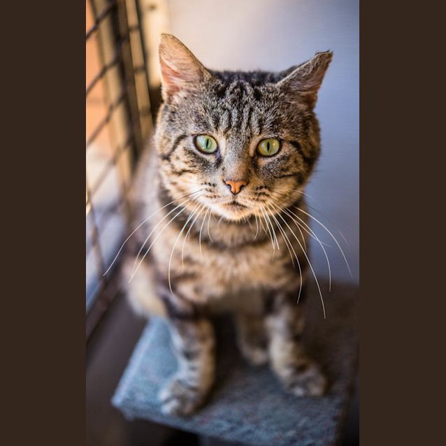 Photo of Misterioso (5179)