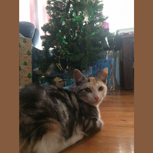 Photo of Stella