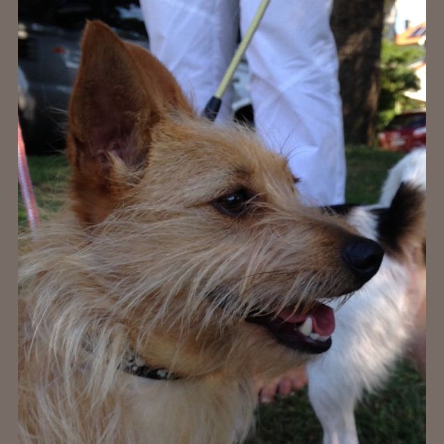 Photo of Ella (Cat/Dog Friendly) 
