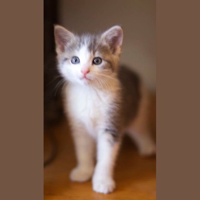Photo of Zelda