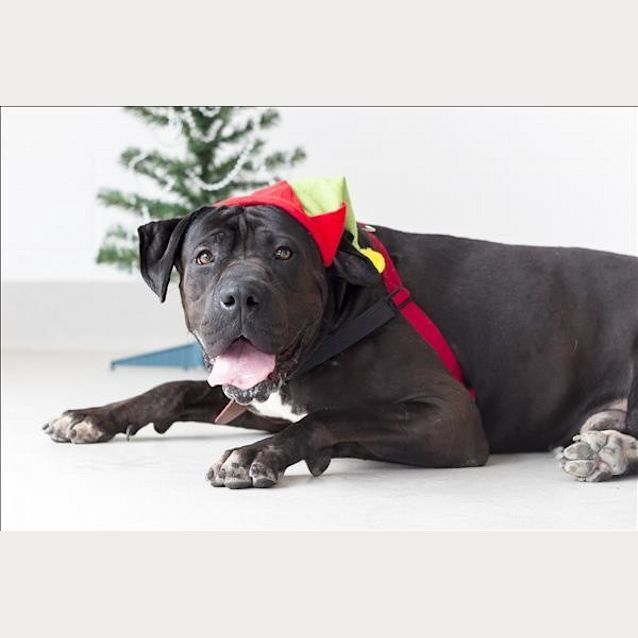 Photo of Nitro