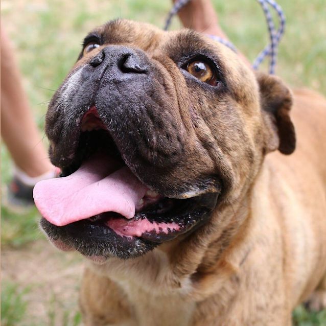 Photo of Lotta (Adoption Pending)