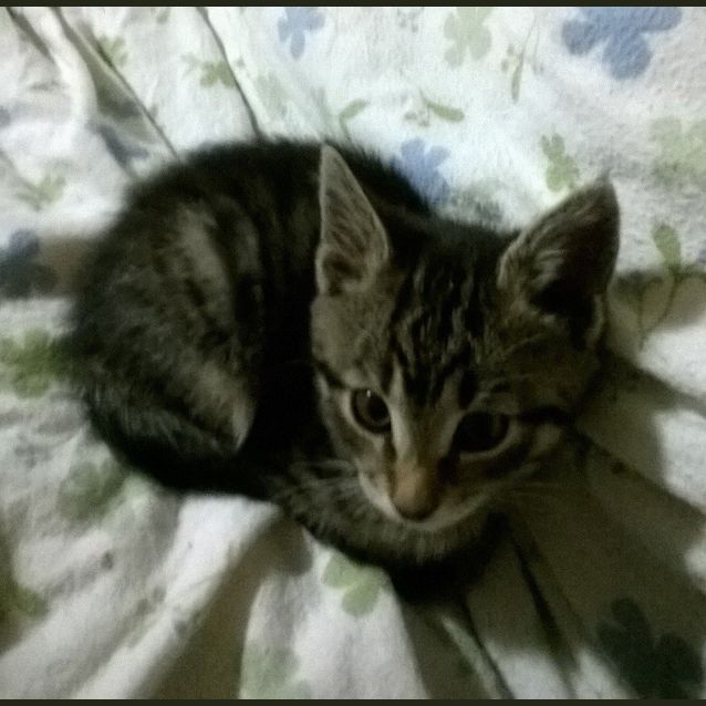 Photo of Dulcy Ec0164